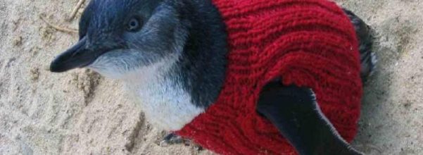 little penguins rehabilitation jumpers oil spill
