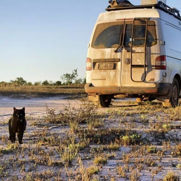 man travels with cat