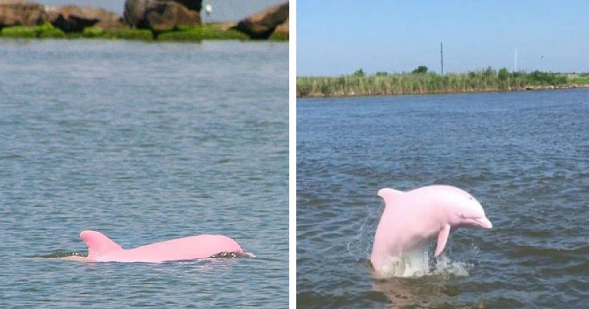 A Rare Pink Dolphin Gives Birth To Pink Calf