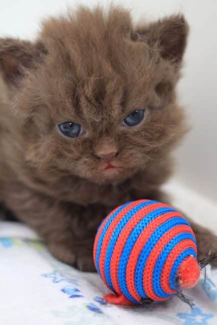 poodle cats