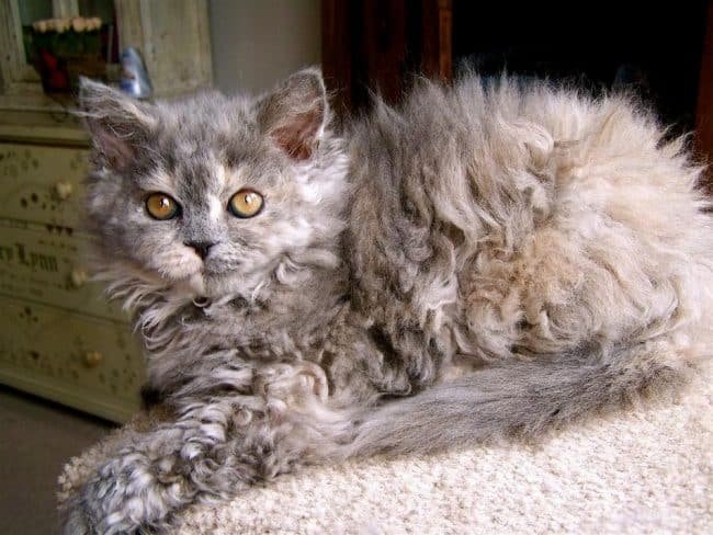 poodle cats