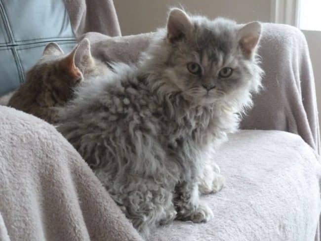 poodle cats