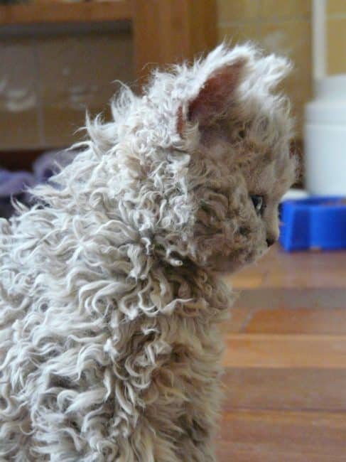 poodle cats