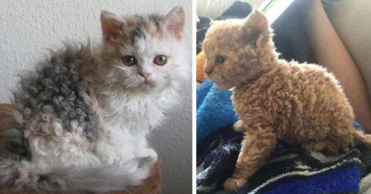 This New Breed Of Cat Is The Fluffiest Feline You Have To See To Believe