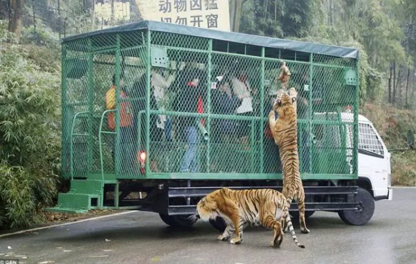 reverse zoo in china
