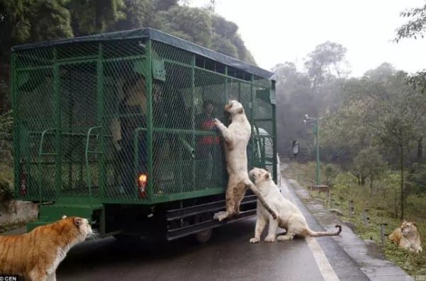 reverse zoo in china