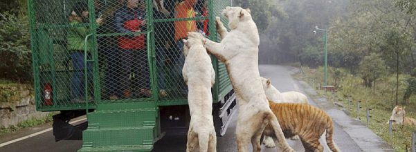 reverse zoo in china