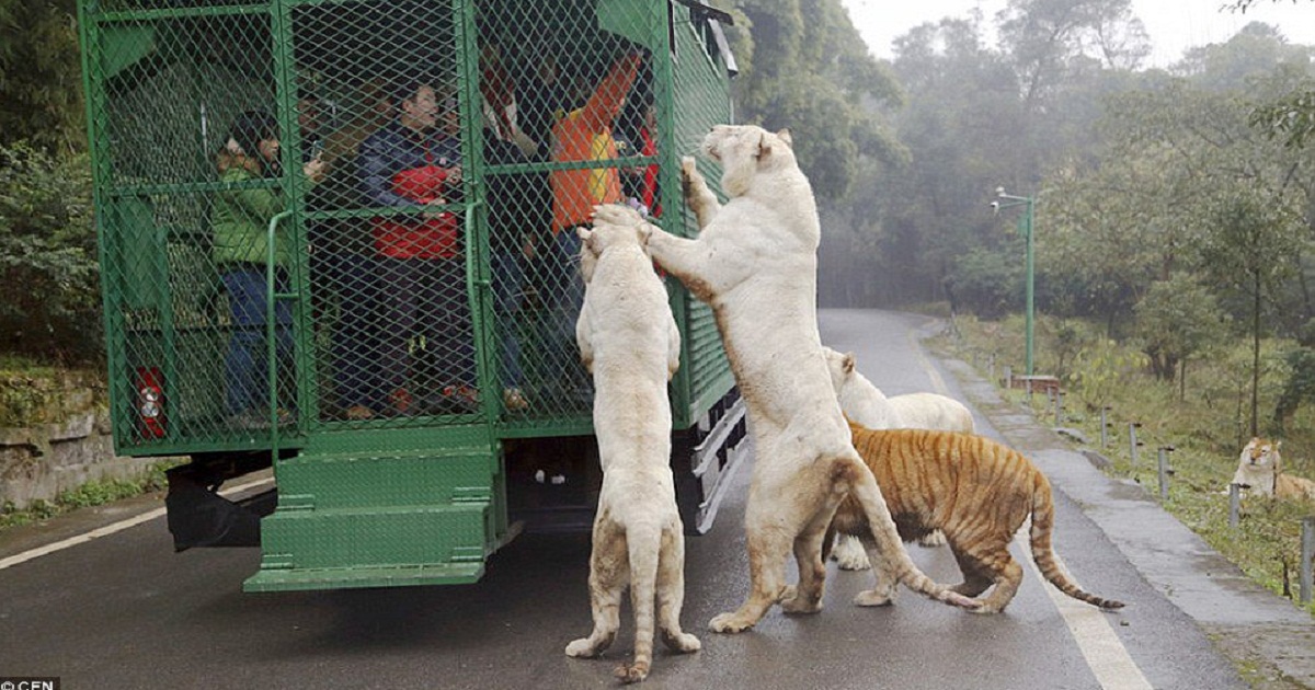 A Zoo In China Locks Visitors In Cages Instead Of Animals