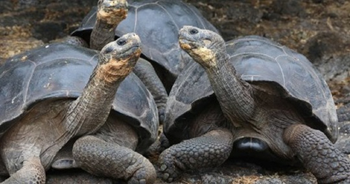 For The First Time In 100 Years, Baby Tortoises Show Up In Galapagos Islands