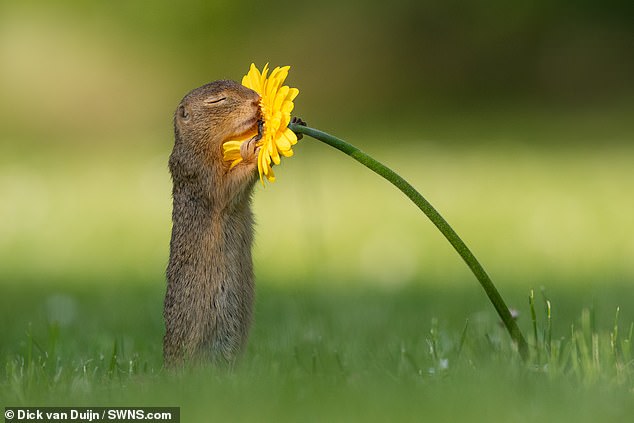squirrel smelling flower