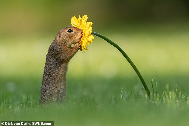 squirrel smelling flower