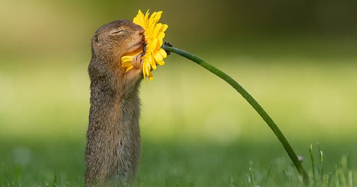 Photographer Spots Squirrel Taking A Moment Smelling A Golden Yellow Flower