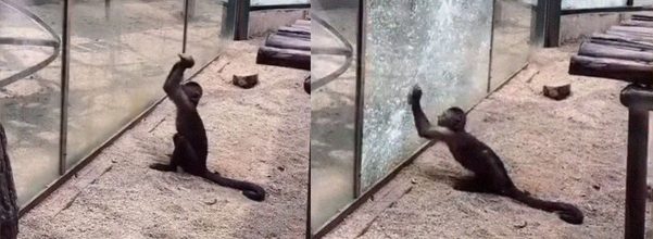 monkey breaking glass