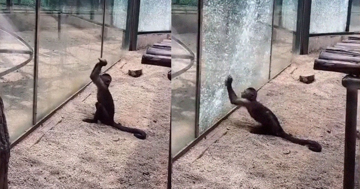 Clever Monkey Attempts To Escape Zoo By Breaking Glass With A Rock