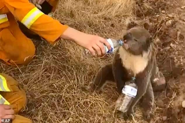 thirsty koala Australia