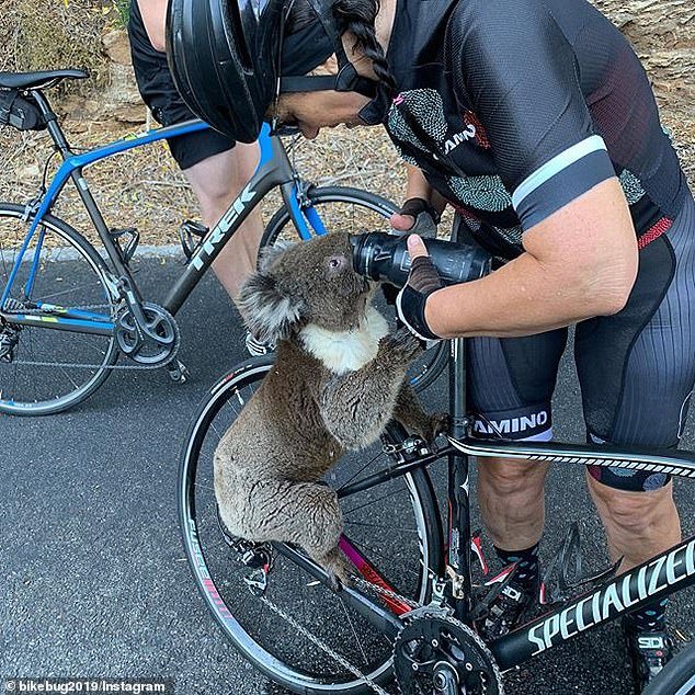 thirsty koala Australia