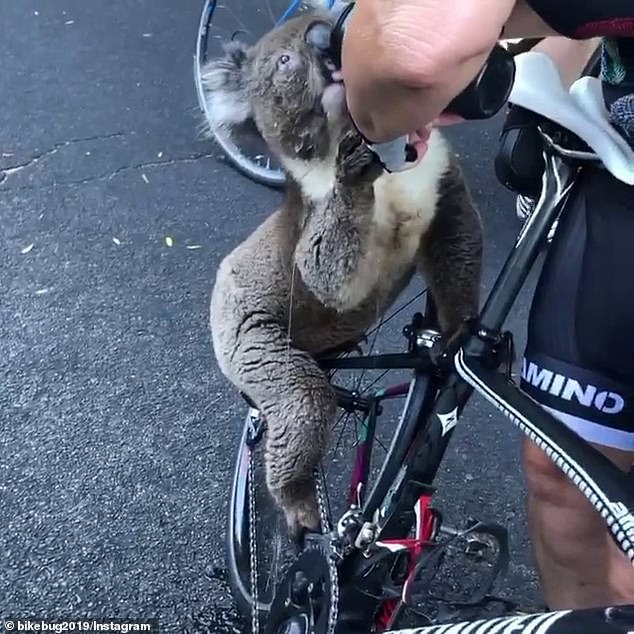 thirsty koala Australia