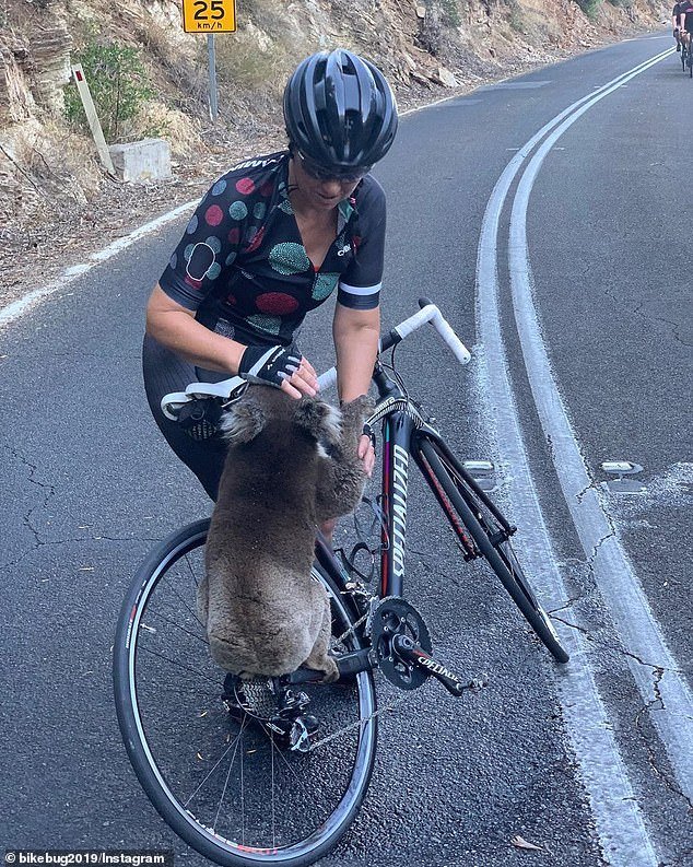 thirsty koala Australia