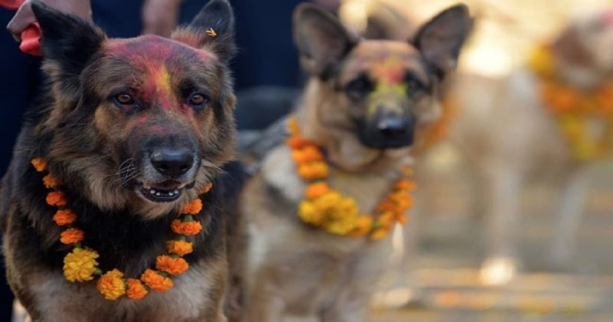 Every Year There Is A Festival In Nepal To Thank Dogs For Being Man’s Bestfriends