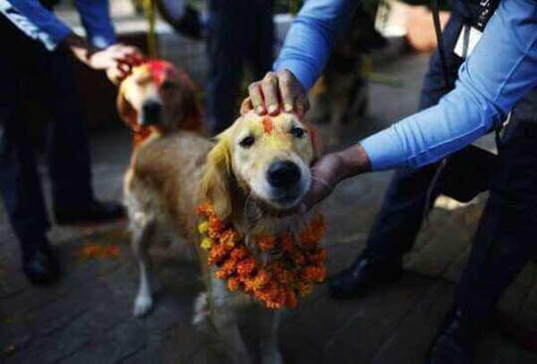 Nepal dogs festival