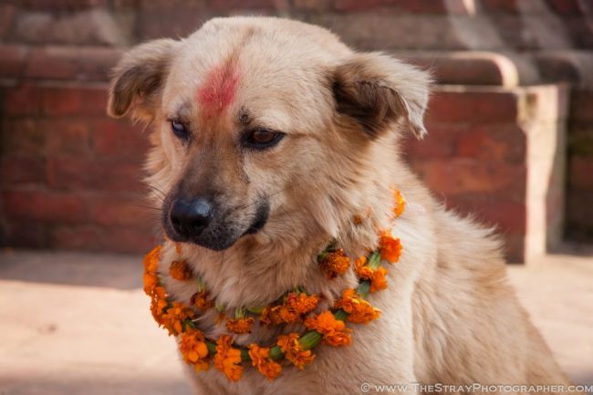 Nepal dogs festival