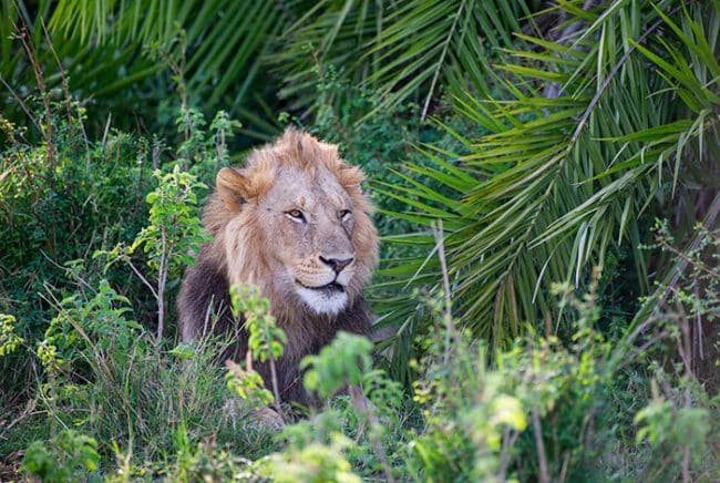 lion smiles at photographer