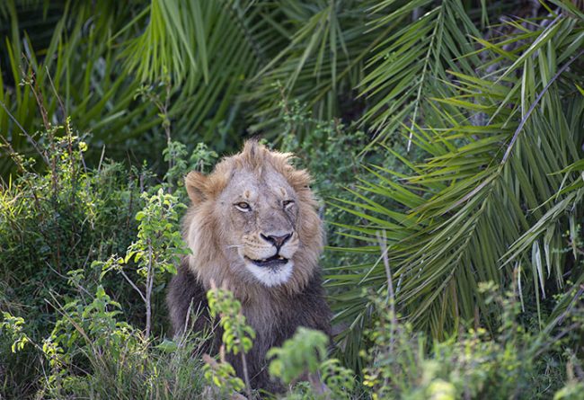 lion smiles at photographer