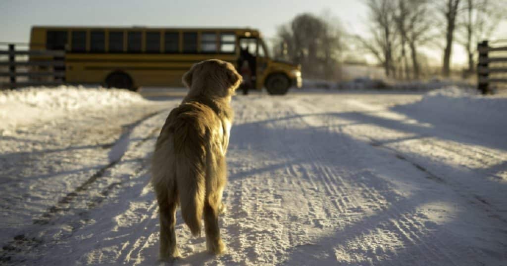 dog rides bus to park