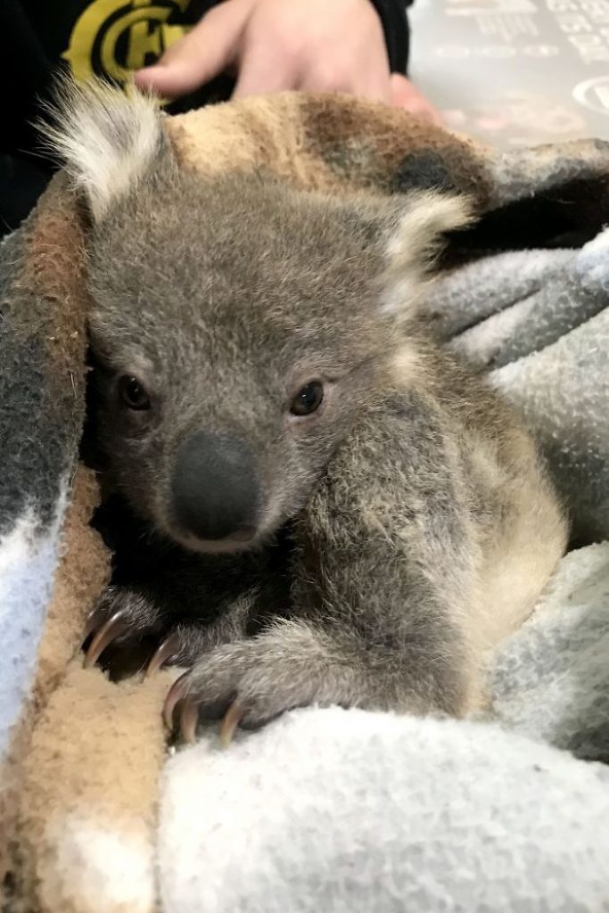 Dog Surprises Owners By Coming Home With A Baby Koala She Just Saved