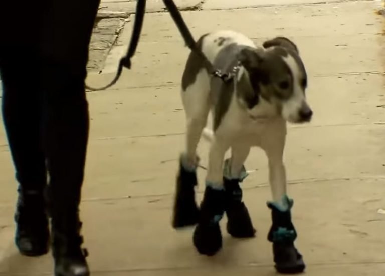 man saves drowning dog