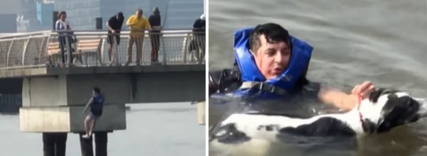 man saves drowning dog