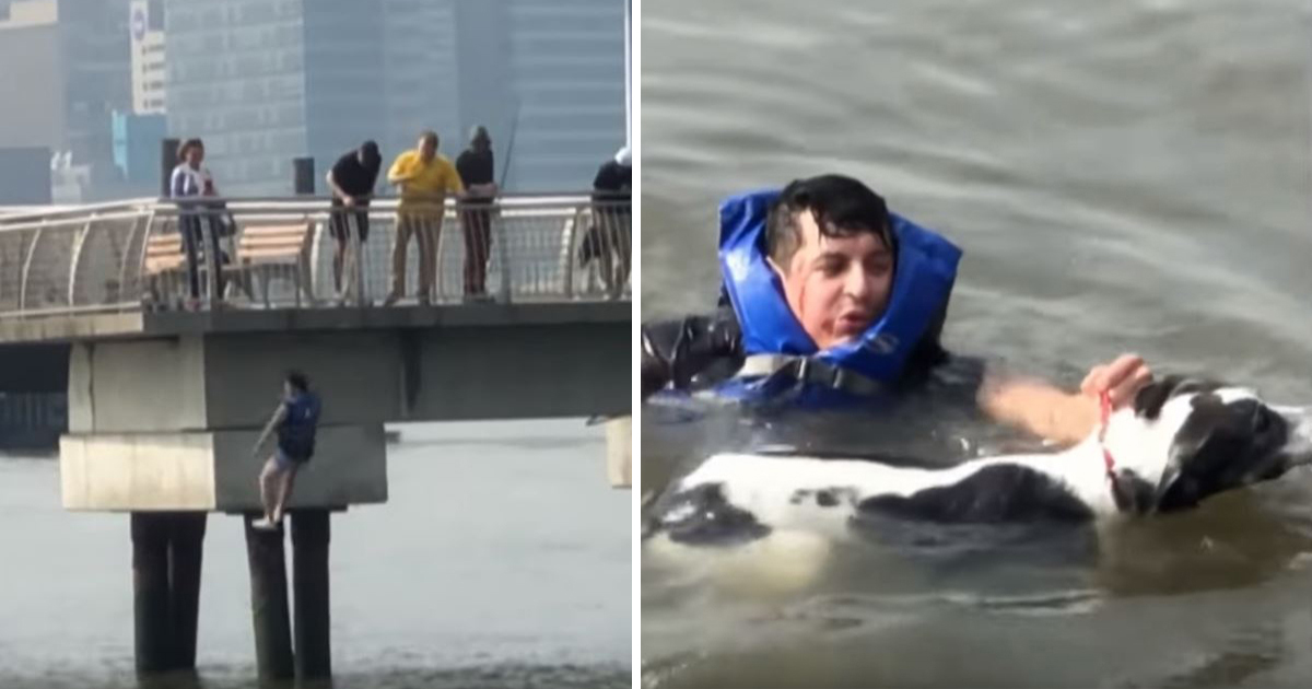 Good Samaritan Leaves His Own Birthday Party To Save Drowning Dog