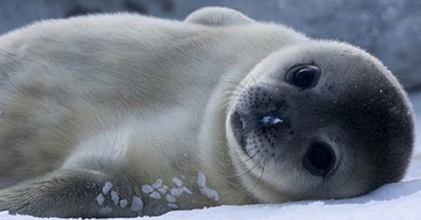 Baby Seals_1