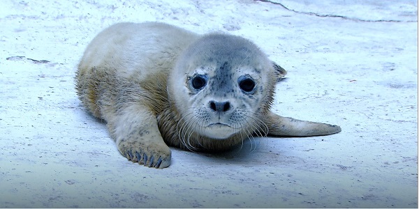 Baby Seals_2