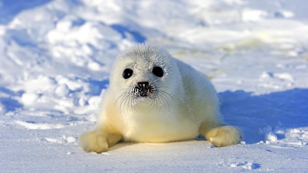 Baby Seals_4