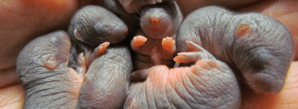 Baby moles