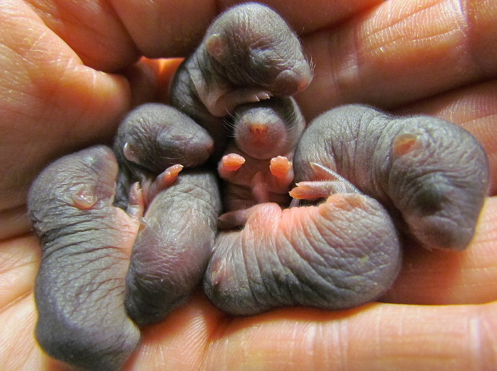 Baby Moles Are the Cutest Species in the World