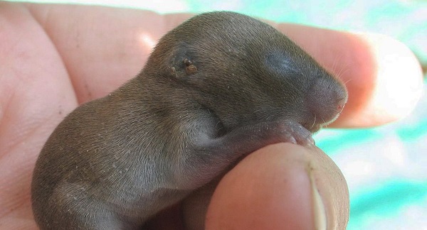 Baby moles_2