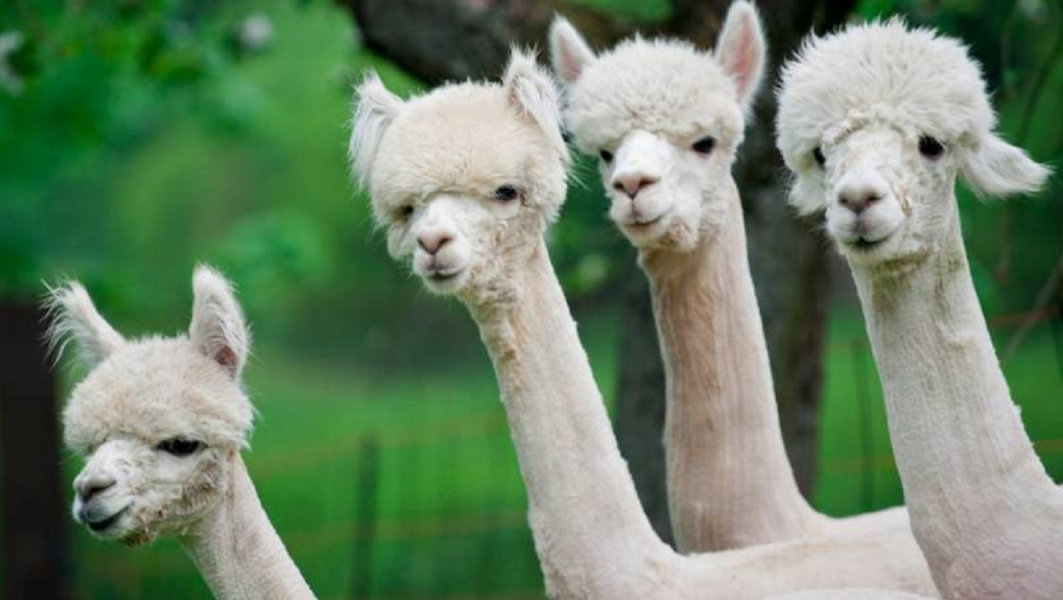 Shaved Alpacas And 10 Interesting Facts About Them