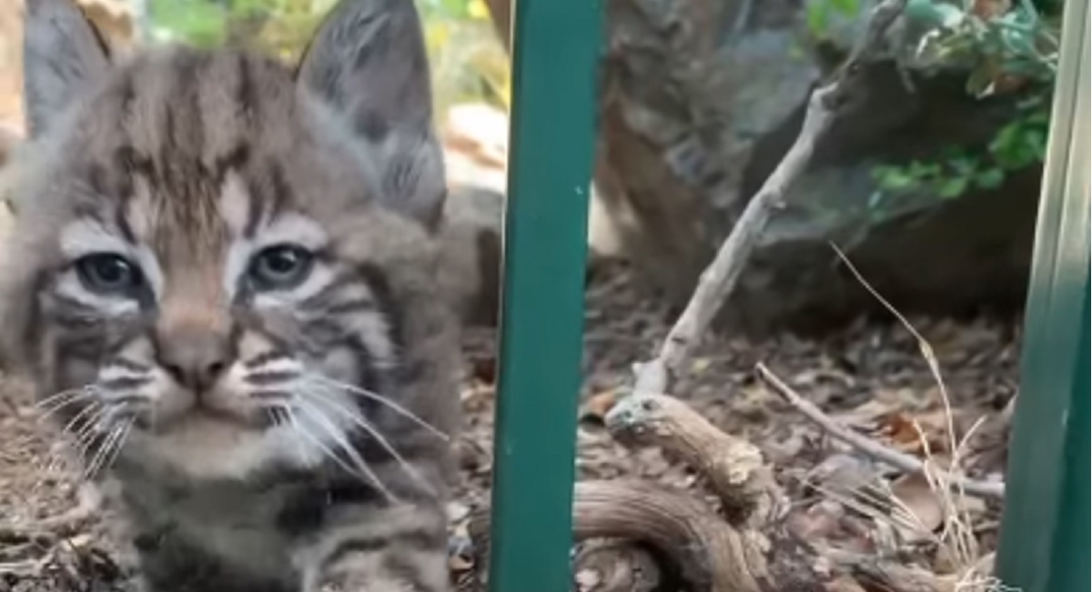 Adorable Baby Bobcat Steps Out To Bravely Explore The World