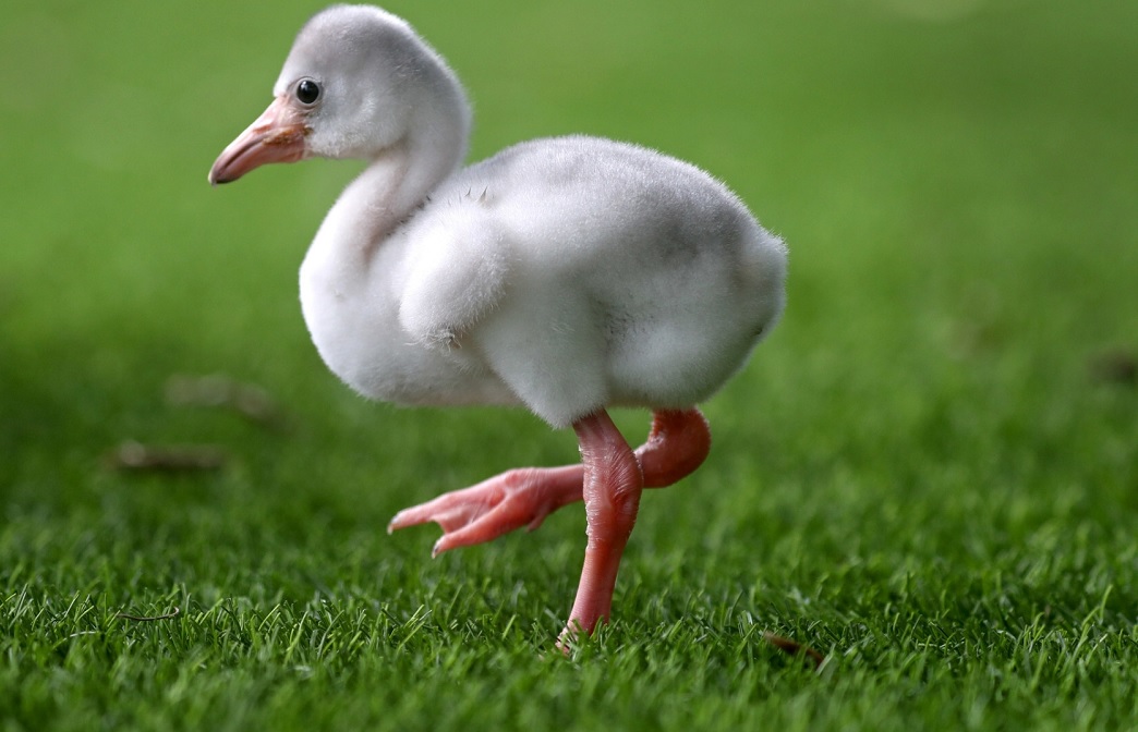 Baby Flamingos Are The Cutest Little Birds You’ll Ever See