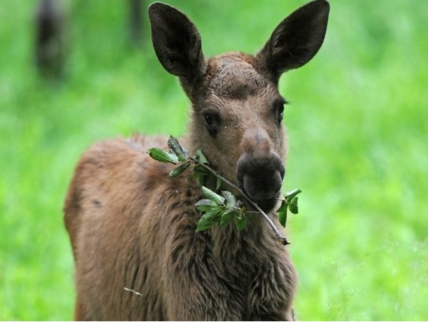  Homeall animalsThe Baby Moose: Adorable Creatures You Have To See The Baby Moose: Adorable Creatures You Have To See August 27, 2021 all animals Baby Moose Baby moose
