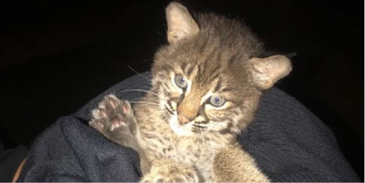 Bobcat Kitten Saved From Highway