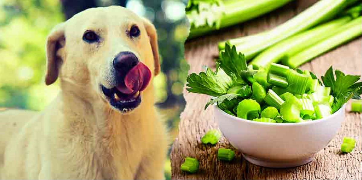 Can Dogs Eat Celery: What You Need To Know
