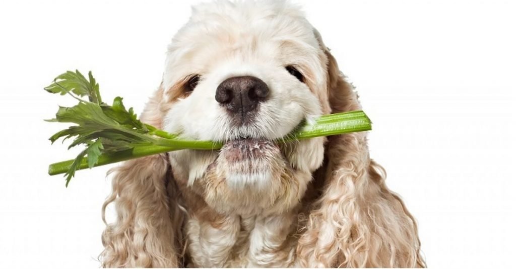 can dogs eat celery