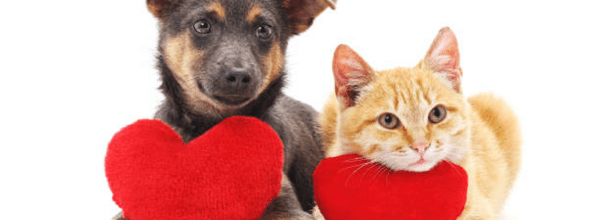 hearts of pets