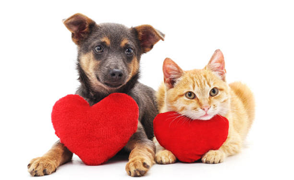 hearts of pets