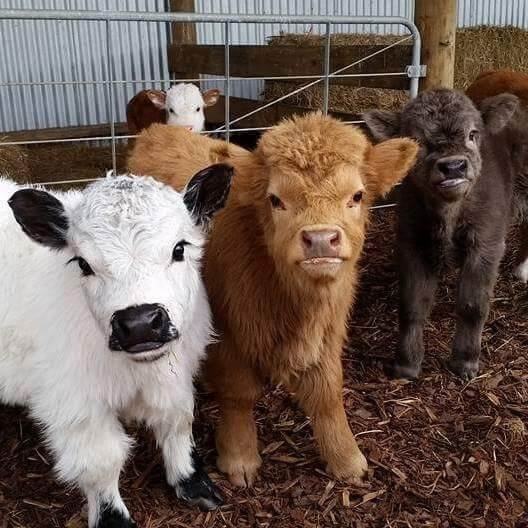 mini fluffy cow