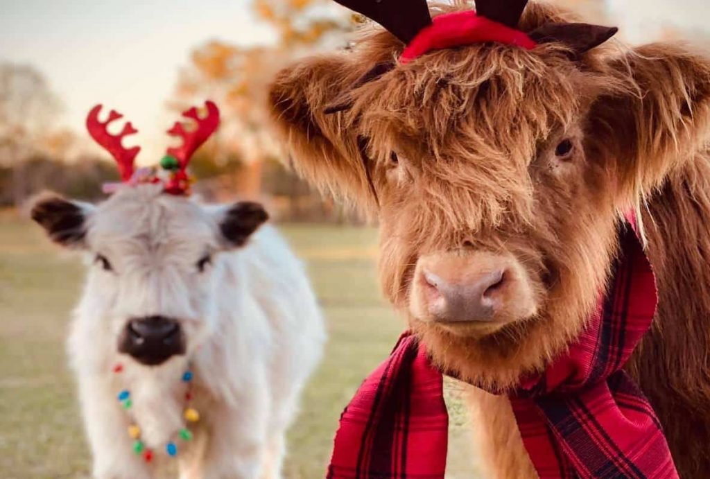 miniature cows