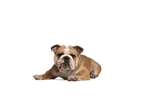 victorian bulldog_3